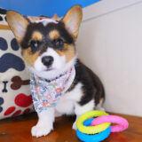Peanut Cardigan Welsh Corgi Pembroke 04