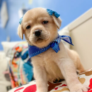 Pearl Labrador Retriever 01