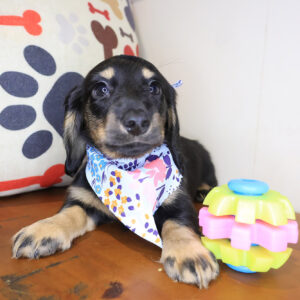 Petal Dachcshund 01