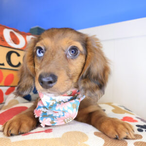 Phoenix Dachshund 01