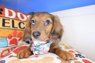 Phoenix Dachshund 01
