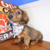 Phoenix Dachshund 03