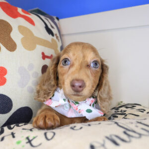 Pixy Dachcshund 01