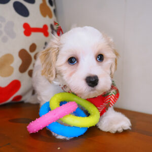 Quibbler Maltipoo 01