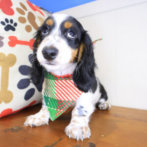 Rab Dachcshund 01