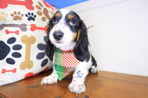Rab Dachcshund 01