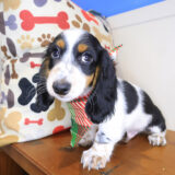 Rab Dachcshund 04