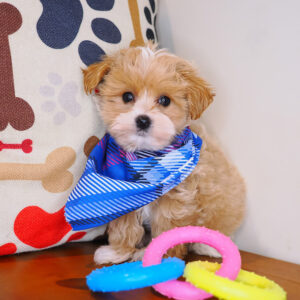 Randall Maltipoo 01