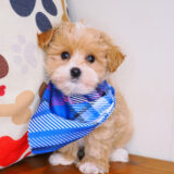 Randall Maltipoo 02