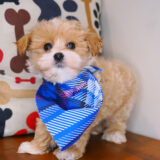 Randall Maltipoo 03