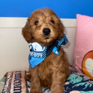 Raptor Mini Golden Doodle 01
