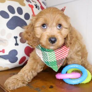 Rascalito Cavapoo 01