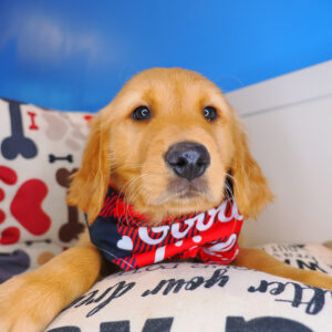 Rascalito Golden Retriever 01