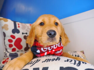 Rascalito Golden Retriever 01