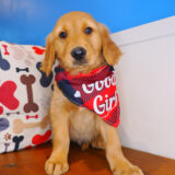 Rascalito Golden Retriever 02