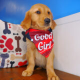 Rascalito Golden Retriever 03