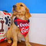 Rascalito Golden Retriever 04