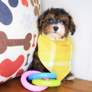 Remy Poodle 01