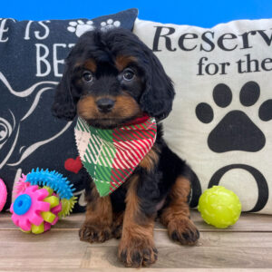 Robert Cavapoo 01