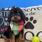Robert Cavapoo 02