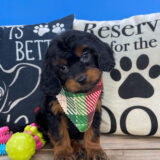 Robert Cavapoo 03