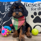 Robert Cavapoo 04
