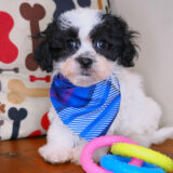 Rocky Teddy Bear 03