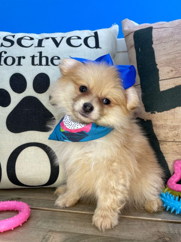 Rory Pomeranian 01