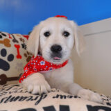 Roxie Golden Retriever 01