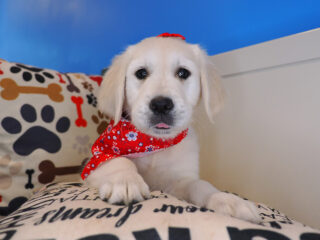 Roxie Golden Retriever 01
