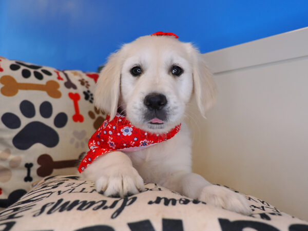 Roxie Golden Retriever 01