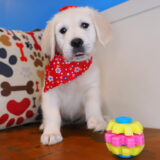 Roxie Golden Retriever 02