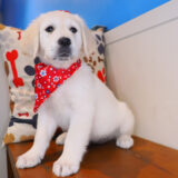 Roxie Golden Retriever 03