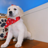 Roxie Golden Retriever 04