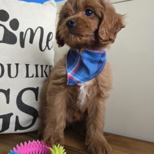Salinger Cavapoo 01
