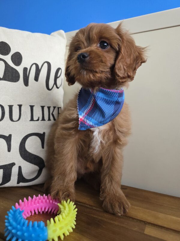 Salinger Cavapoo 01