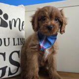 Salinger Cavapoo 02