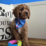Salinger Cavapoo 03