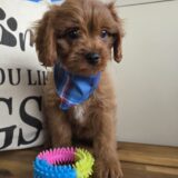 Salinger Cavapoo 04