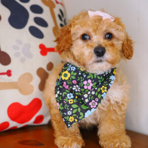 Samara Poodle 01