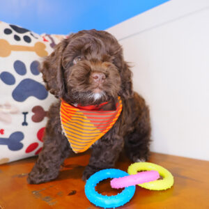 Samson Cockapoo 01
