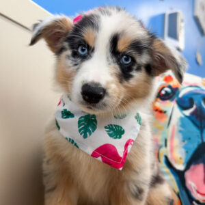 Samus Australian Shepherd 01