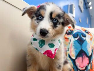 Samus Australian Shepherd 01