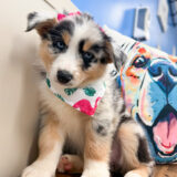 Samus Australian Shepherd 02