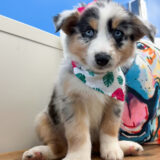 Samus Australian Shepherd 03