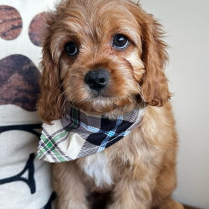 Scooter Cavapoo 01