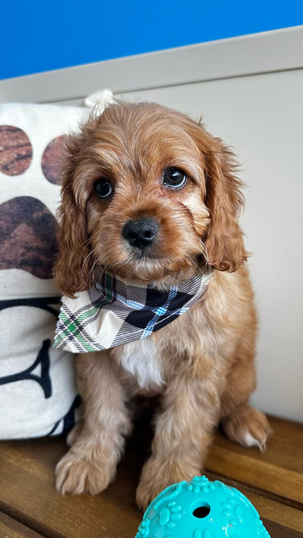 Scooter Cavapoo 01