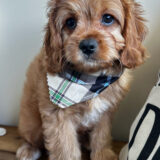 Scooter Cavapoo 03