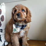 Scooter Cavapoo 04