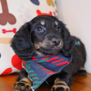 Shabs Dachshund 01